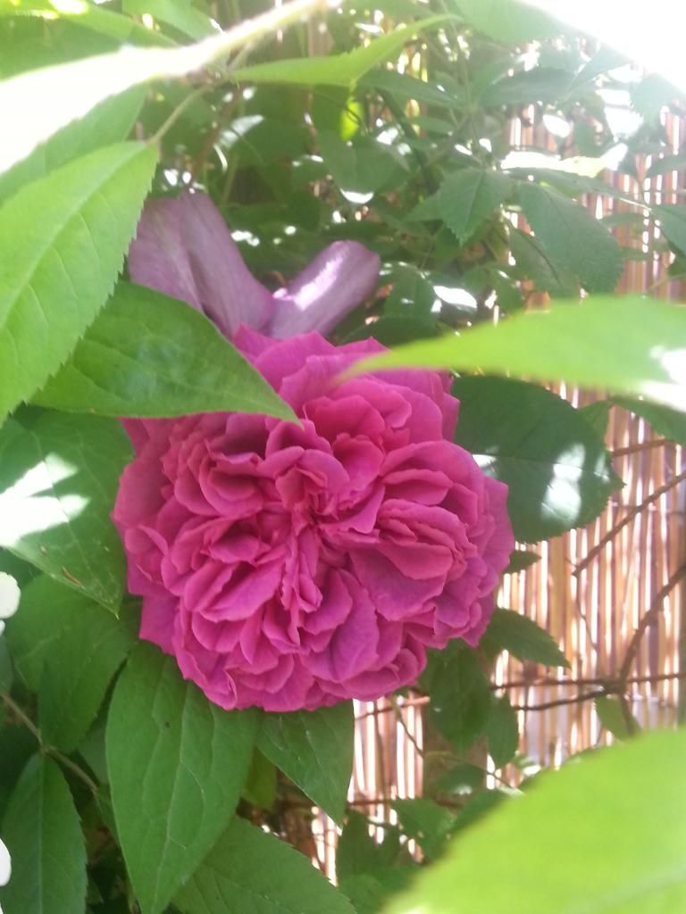  photo 20140608_151706_zpsnpbqsgvz.jpg